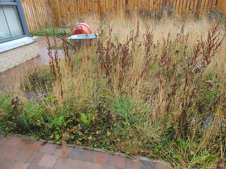 The garden before work began, filled with waist-high weeds and rough ground